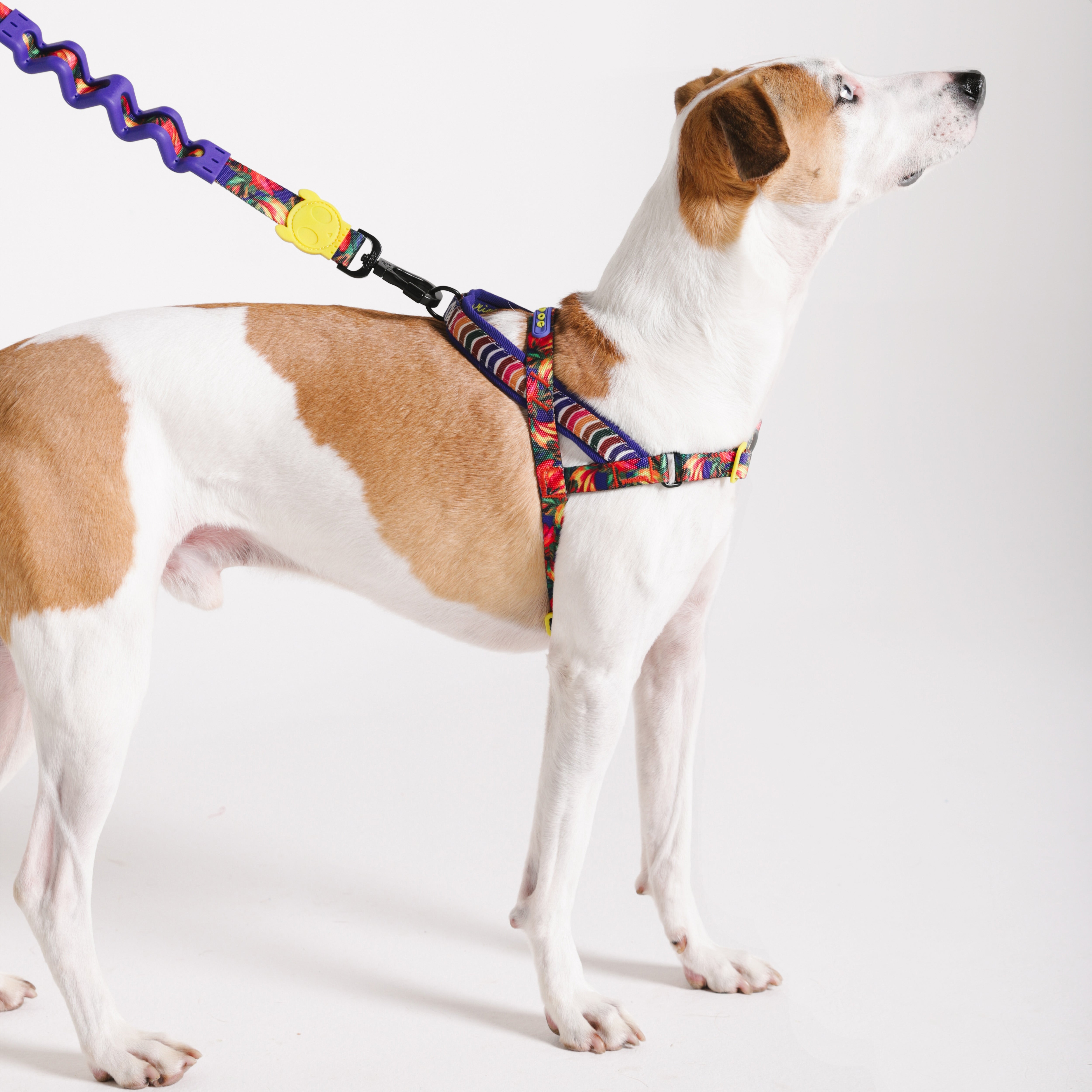 Samba Softer Walk Harness