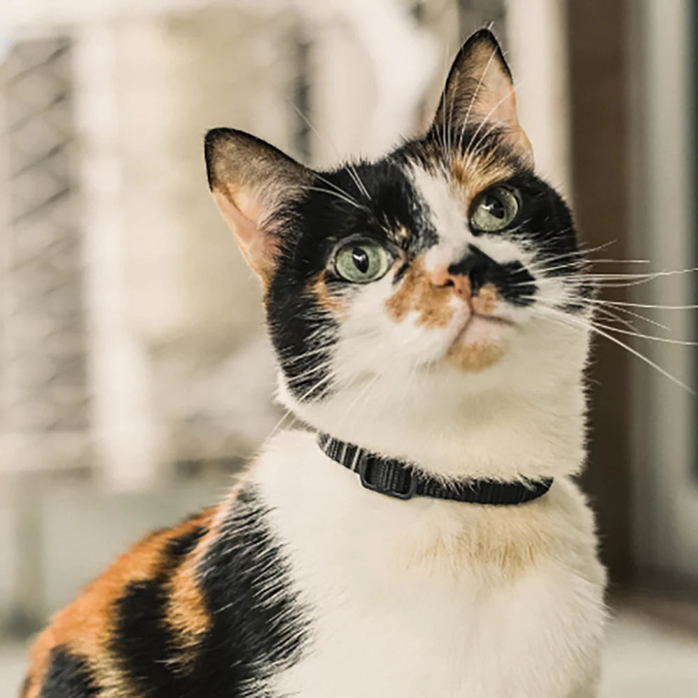 Gotham | Cat Collar