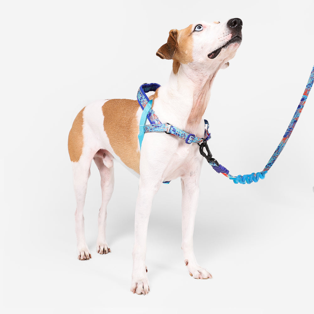 Error #404 | Softer Walk Harness