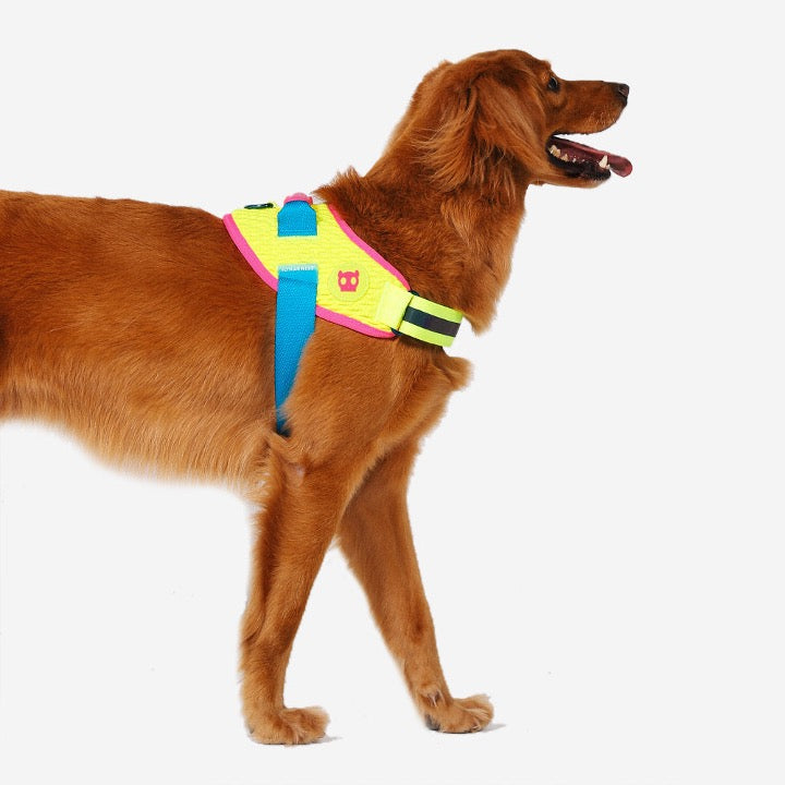 CMYK | Fly Harness