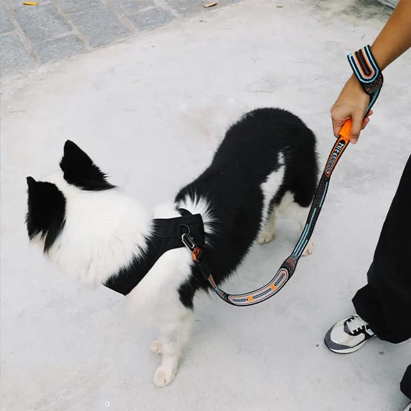 Chron | Nit Leash