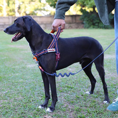Dropout Velvet Vibes Softer Walk Harness