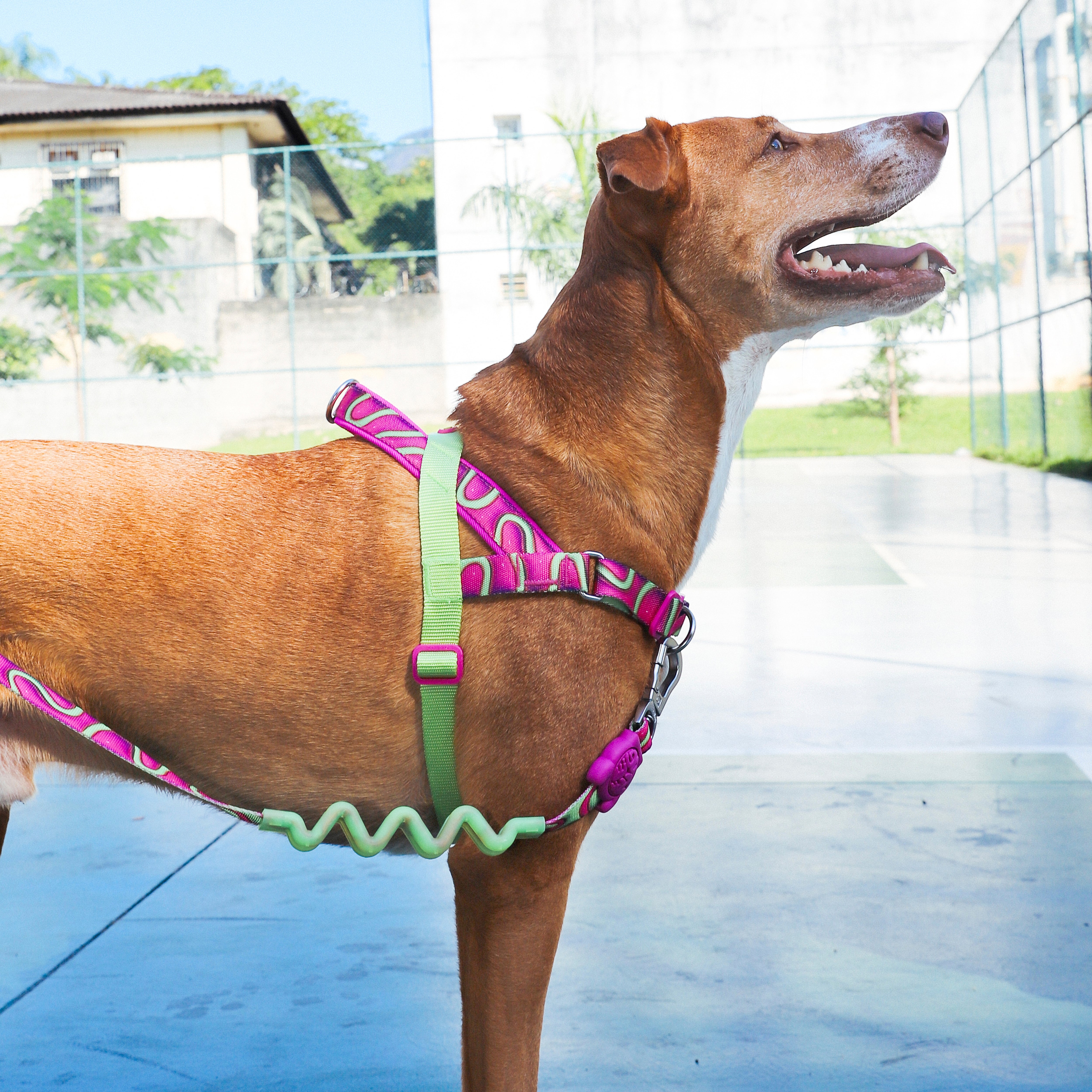 H3D Jelly Softer Walk Harness