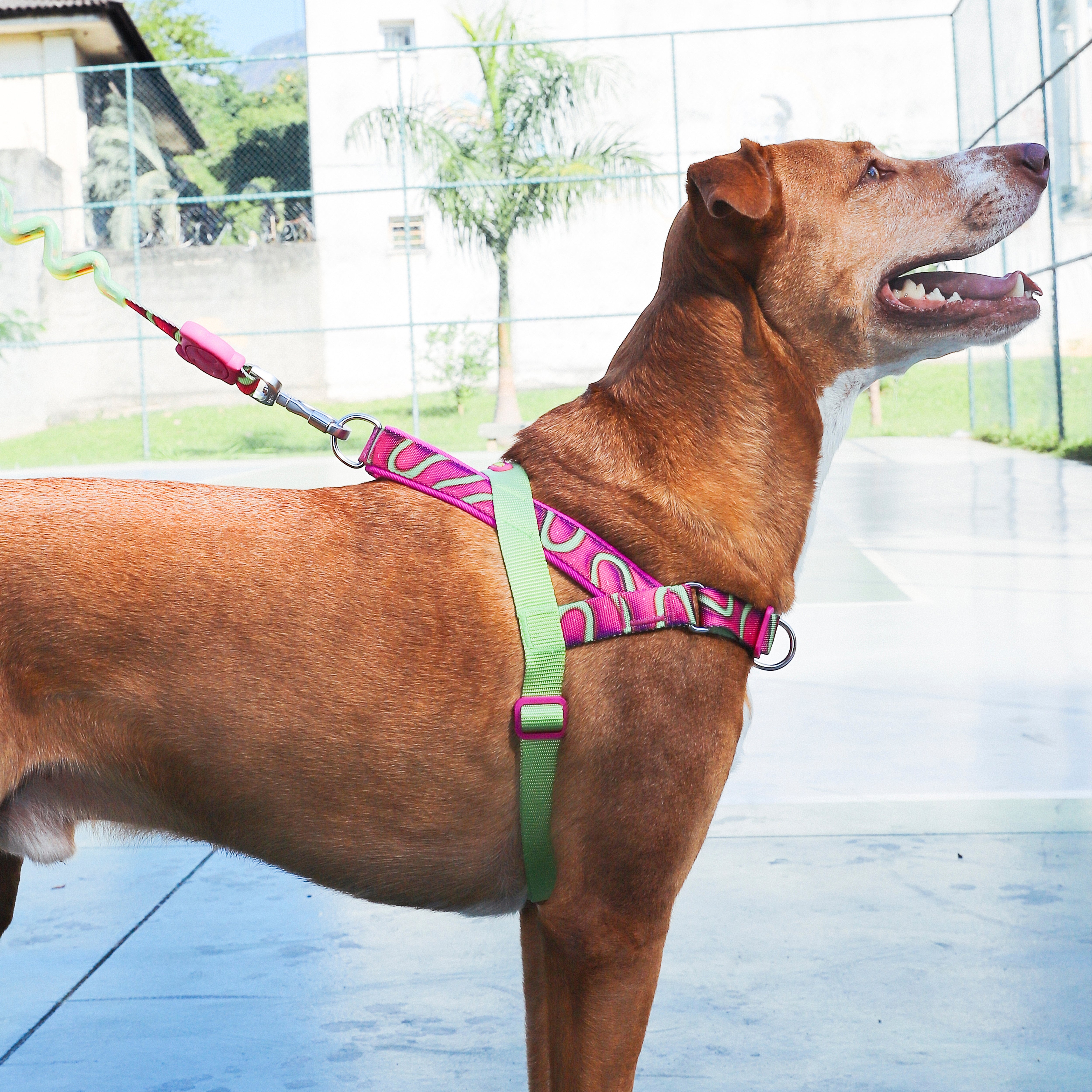 H3D Jelly Softer Walk Harness