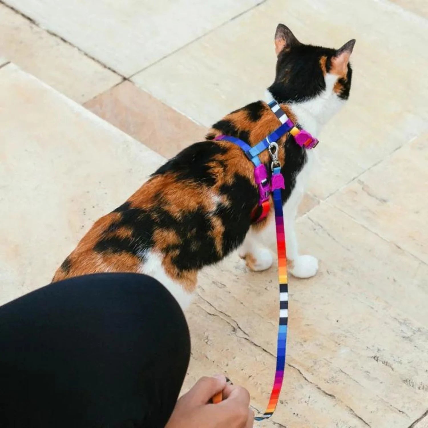 Prisma | Cat Harness with Leash