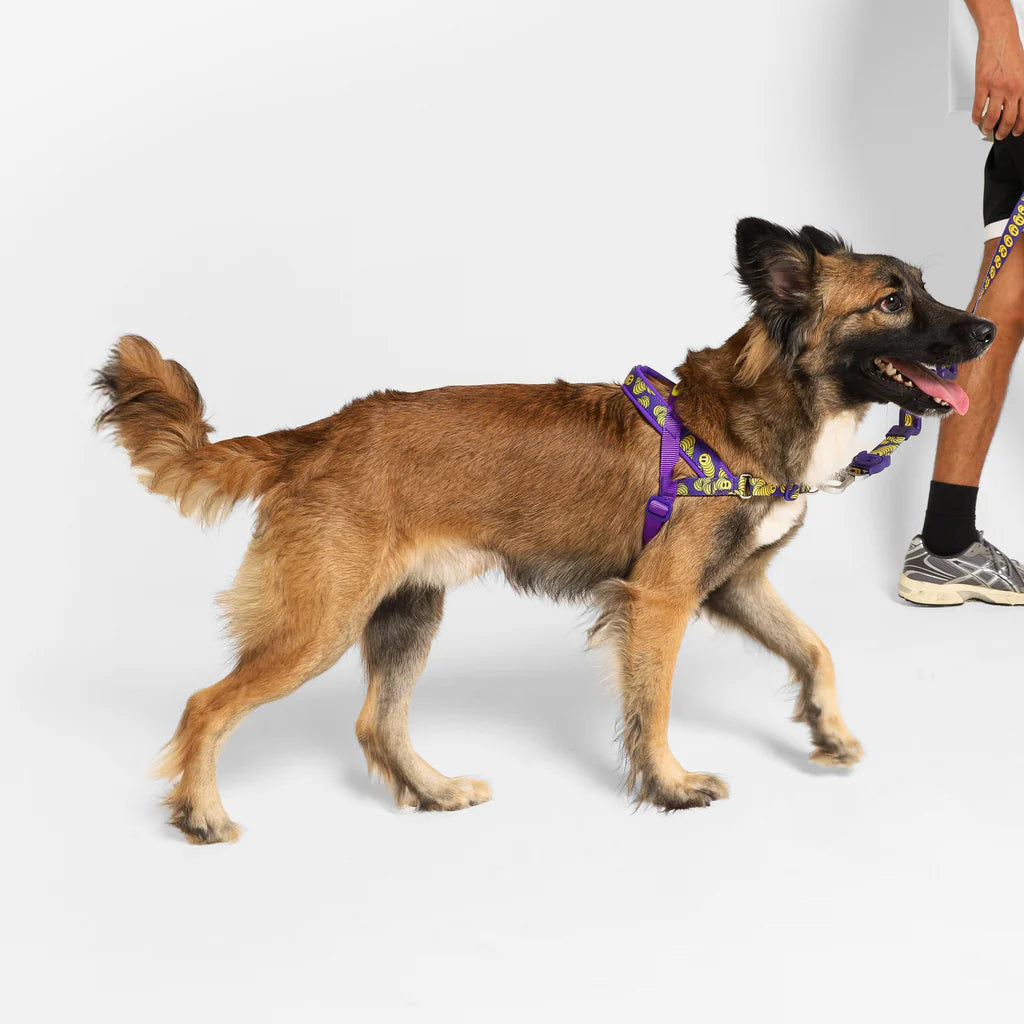 Lords of Zee.Town Zmiley Softer Walk Harness