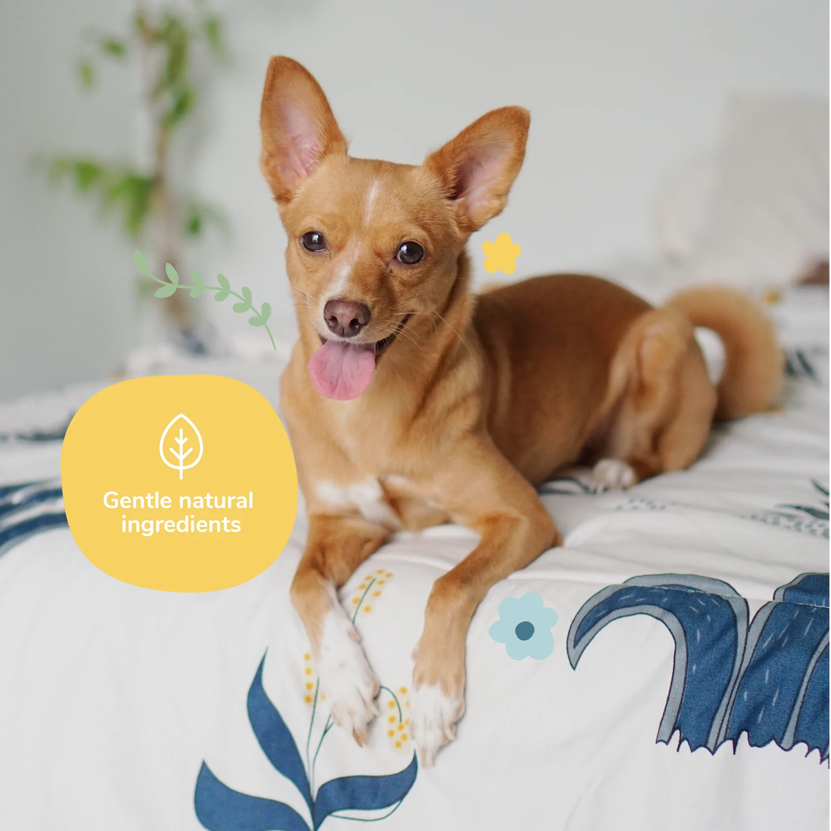 Grapefruit Coat Spray for Dog Smells