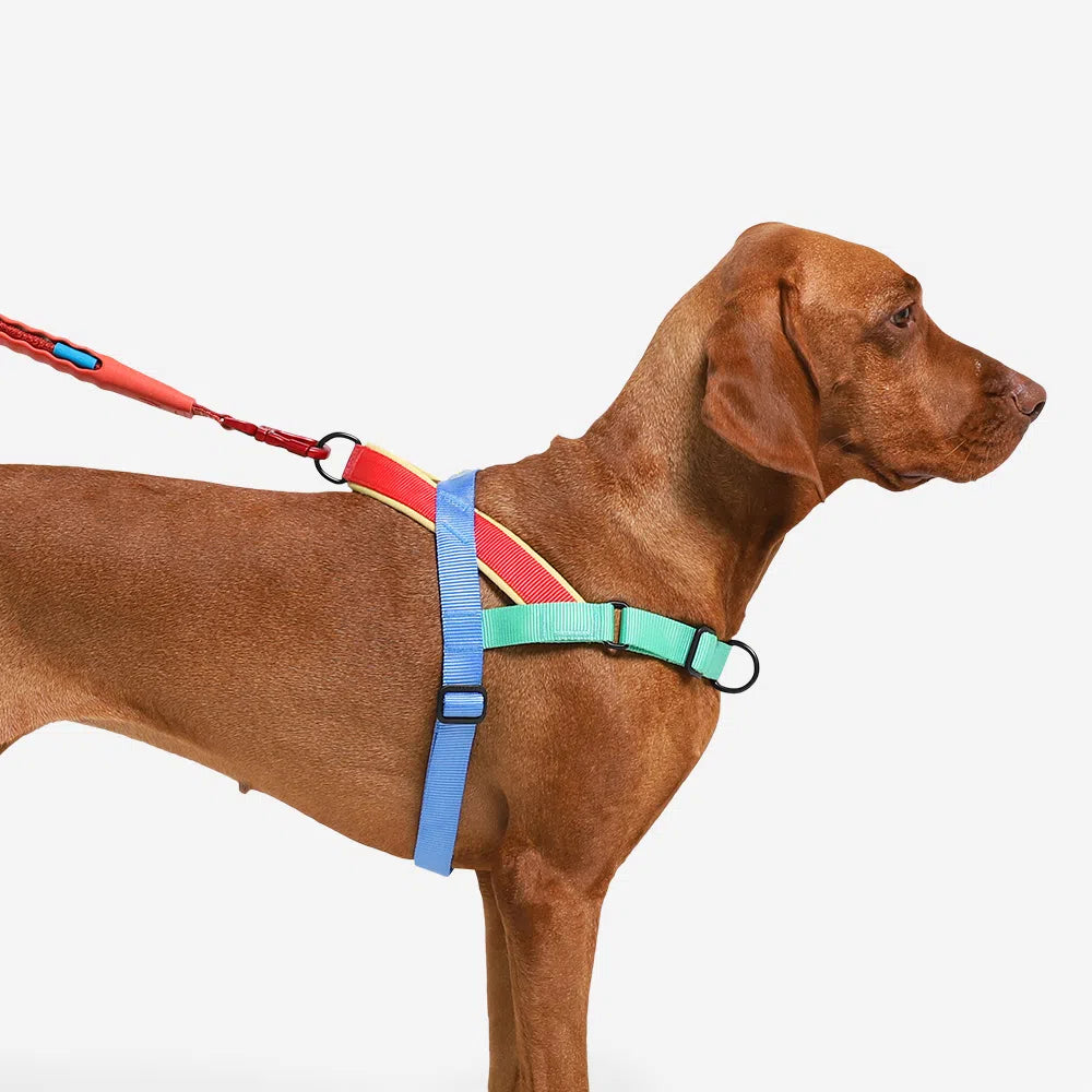 Mellow Softer Walk Harness