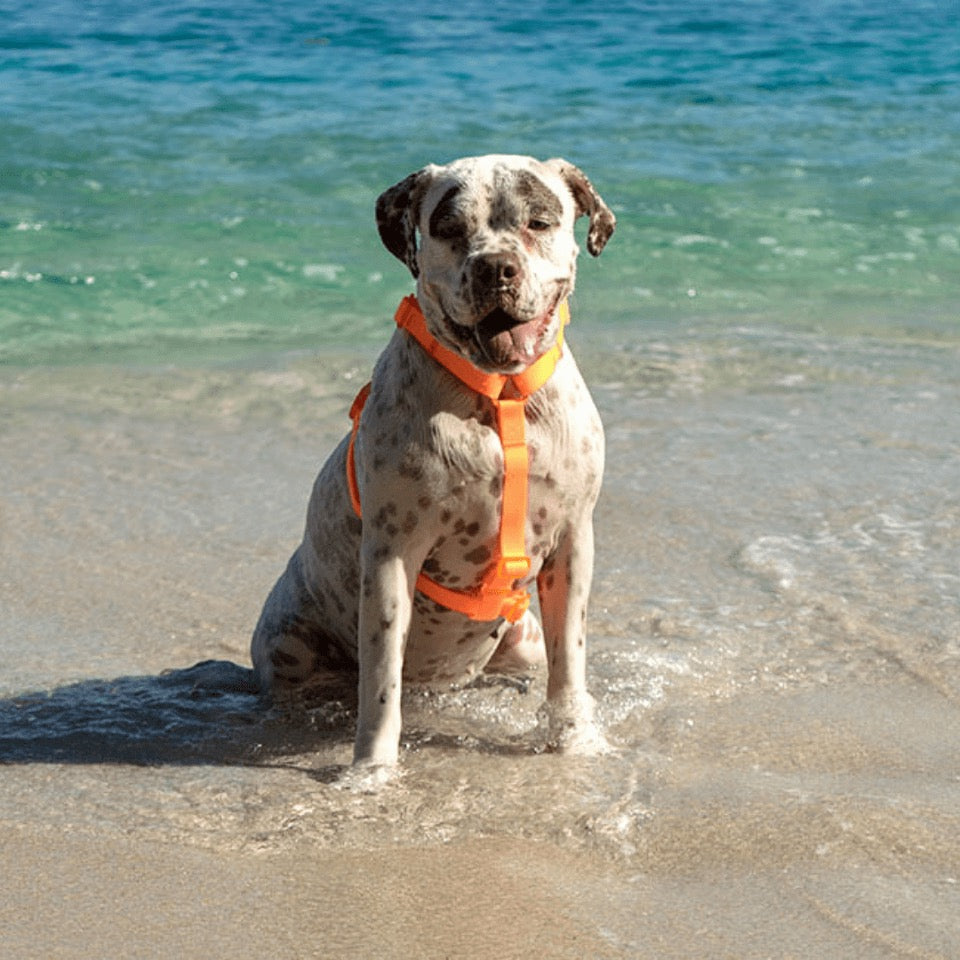 Neopro Tangerine | H - Harness