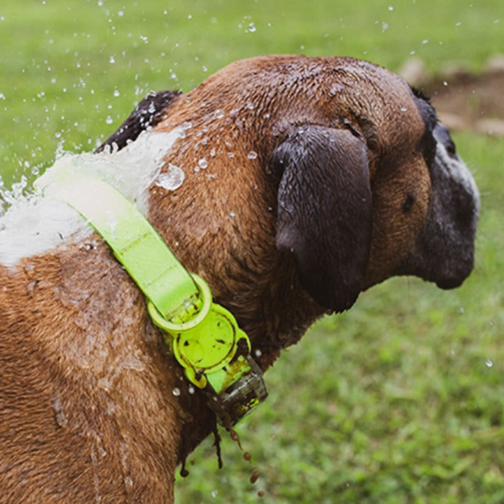 Neopro Lime Dog Collar