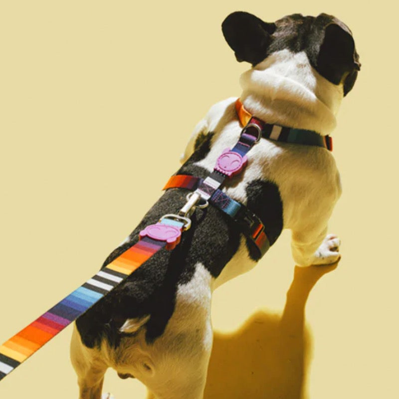 Prisma | H - Harness