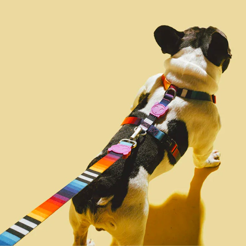 Prisma | Leash