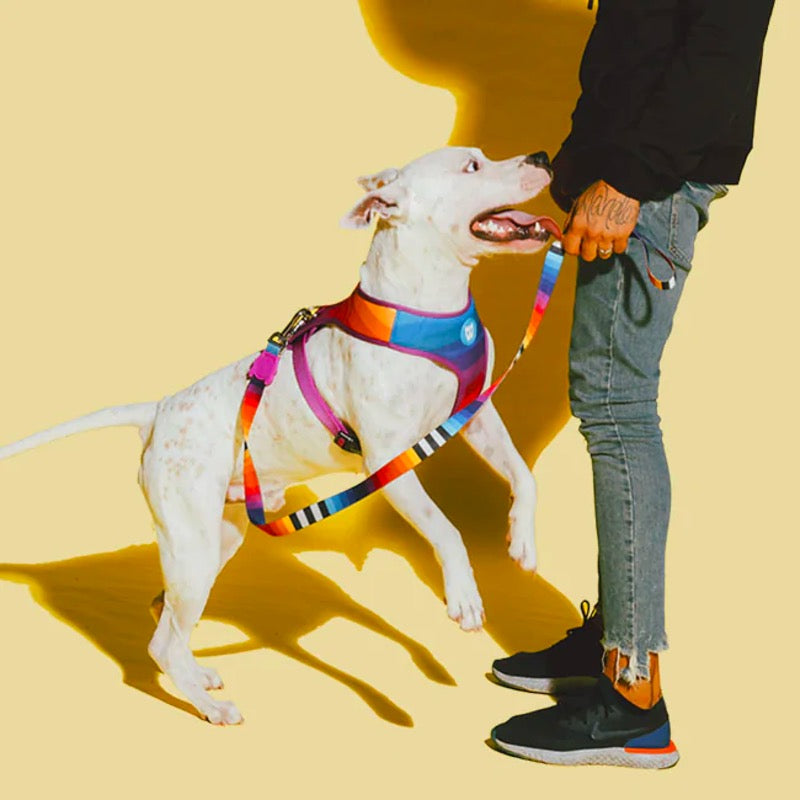 Prisma | Leash