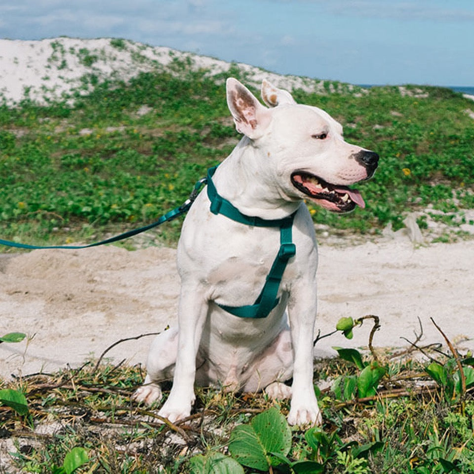 Neopro Amazonia | H - Harness