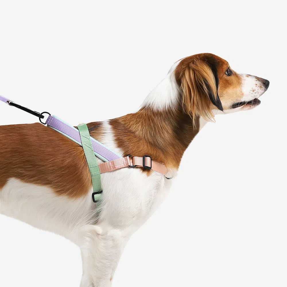 Peach | Softer Walk Harness