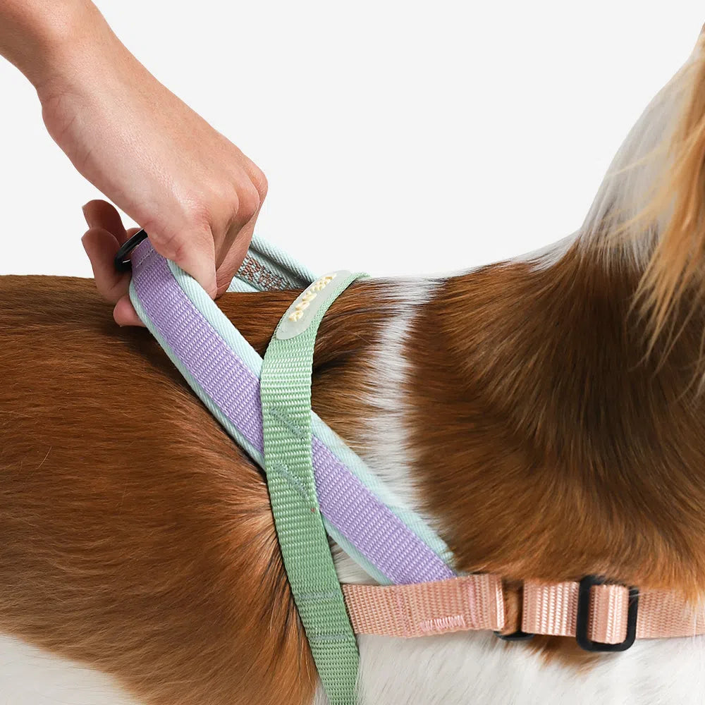 Peach | Softer Walk Harness