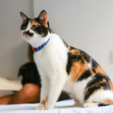 Load image into Gallery viewer, Atlanta | Cat Collar
