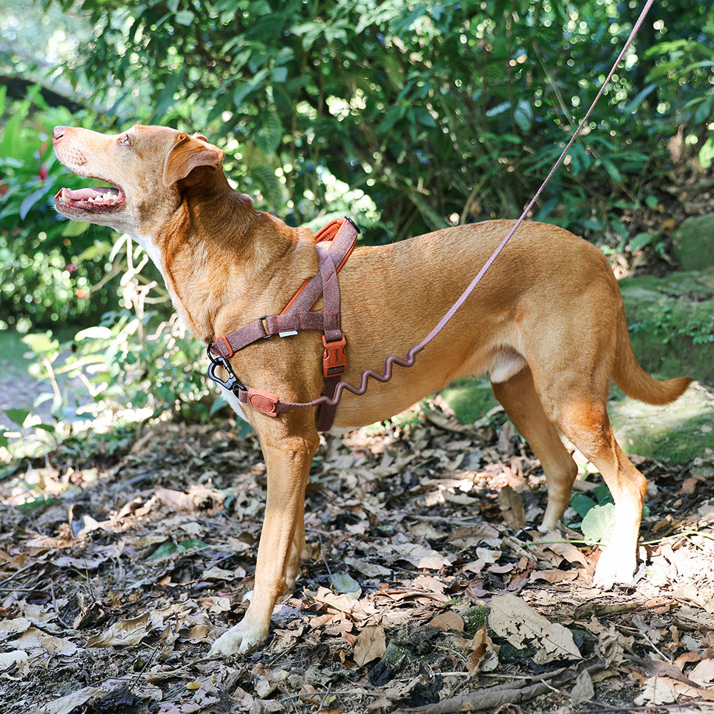 Cocoa Naturals Softer Walk
