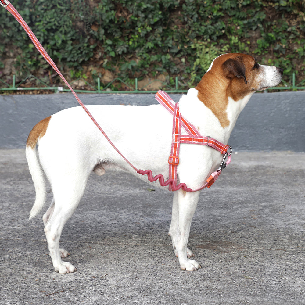 Courtney Velvet Vibes Softer Walk Harness