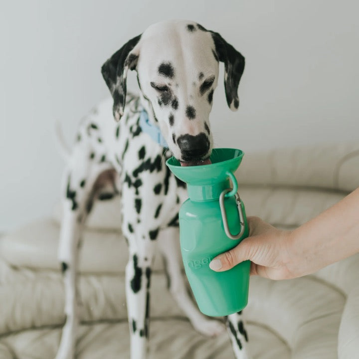 Flip Dog Travel Bottle