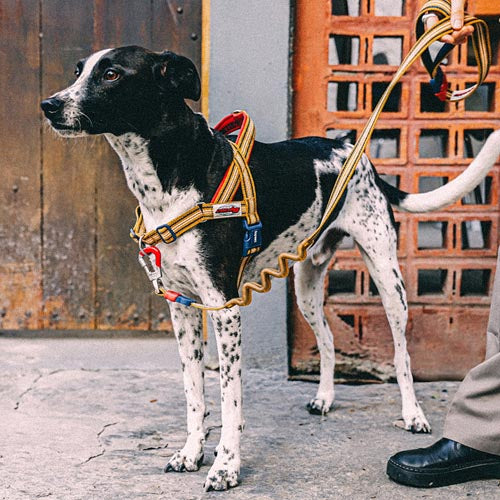 Misfit Velvet Vibes Softer Walk Harness
