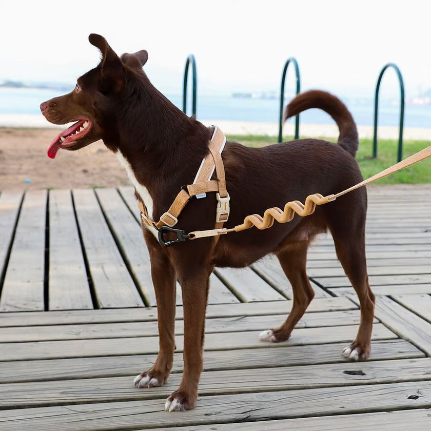 Dune | Softer Walk Harness