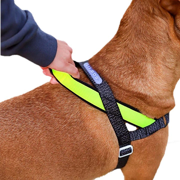 Nox | Softer Walk Harness