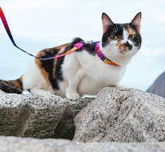 Prisma | Cat Harness with Leash