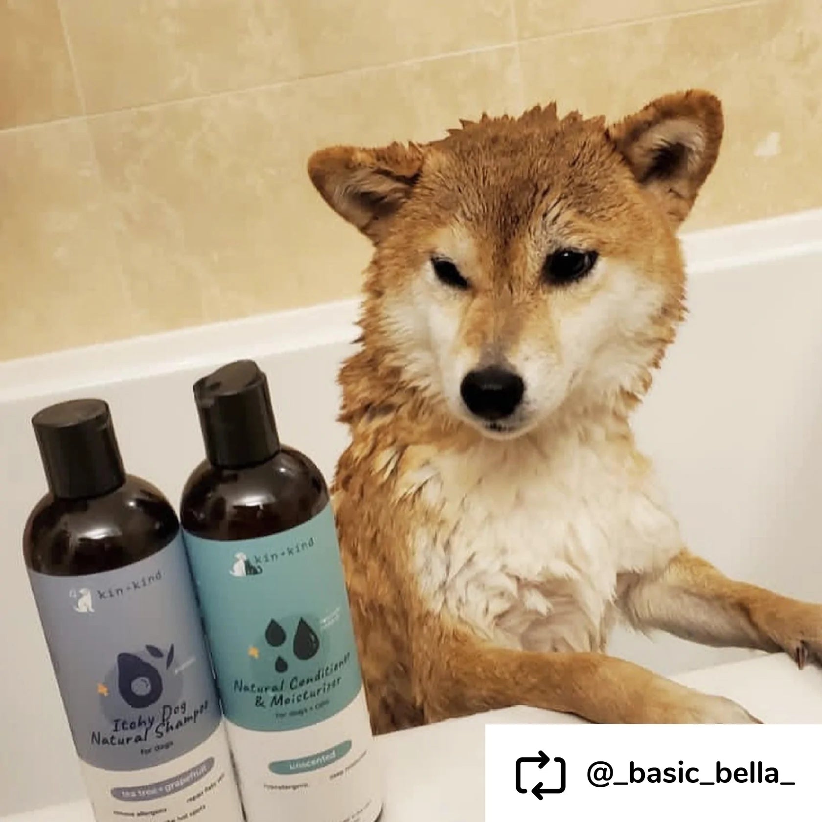 Itchy Dog Shampoo (Tea Tree+Grapefruit)